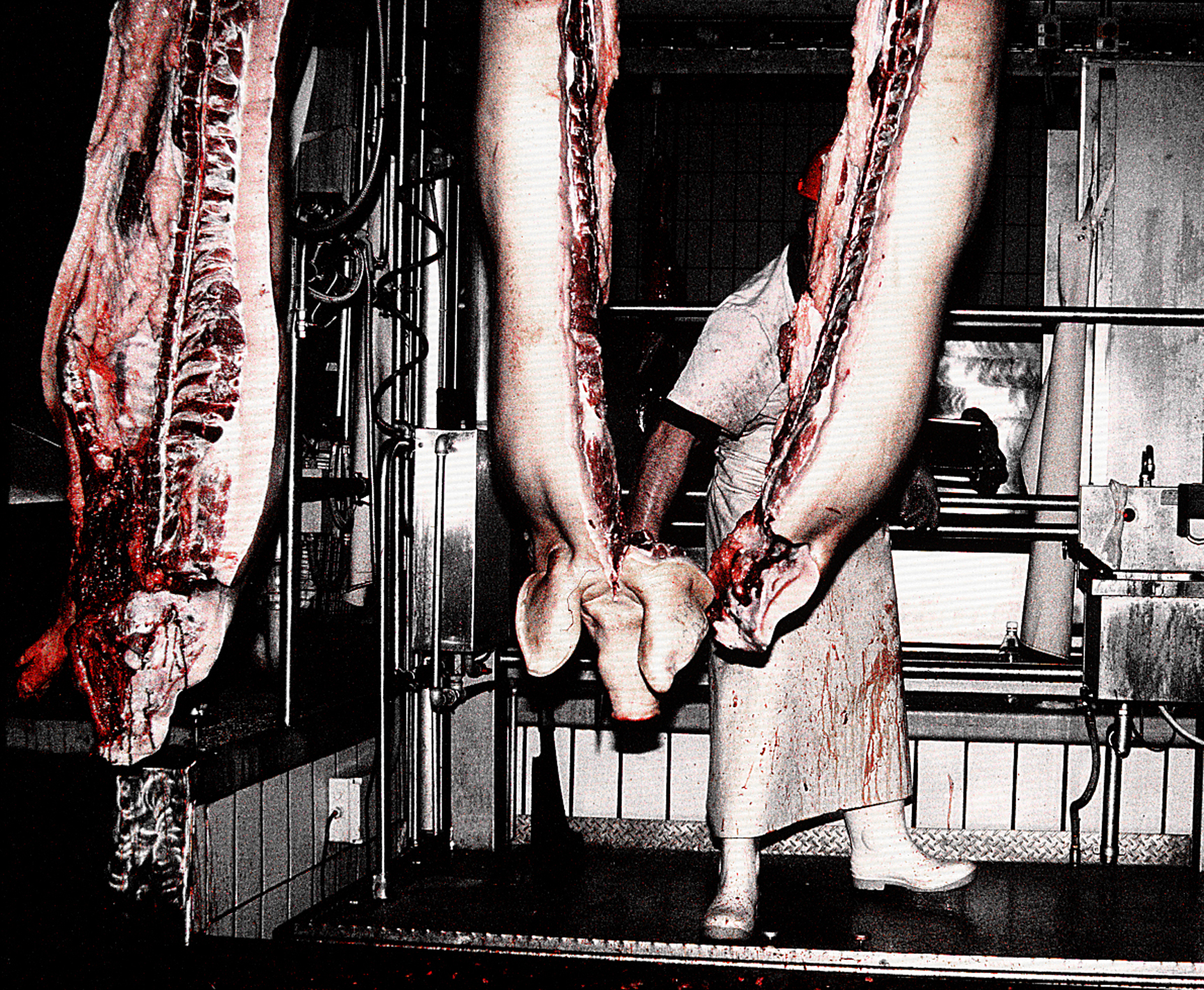 Photo abattoir 5